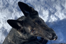 Kimba at Shaver Lake